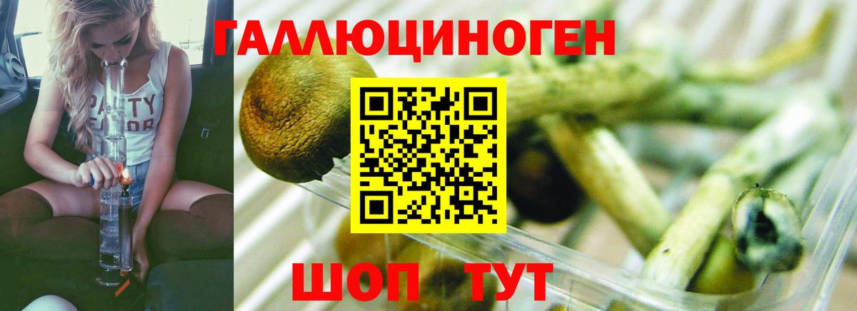Псилоцибиновые грибы Cubensis Тейково